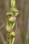 Giant orchid